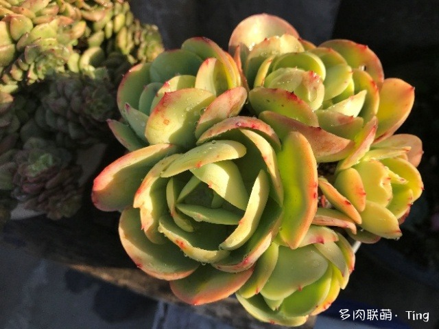 云南大理十二月的多肉