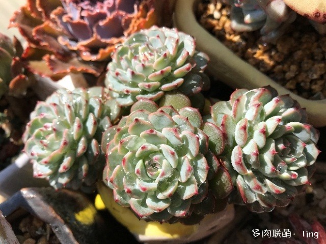 云南大理十二月的多肉