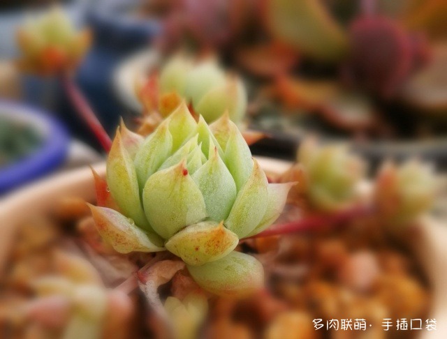 河南新乡冬天的多肉