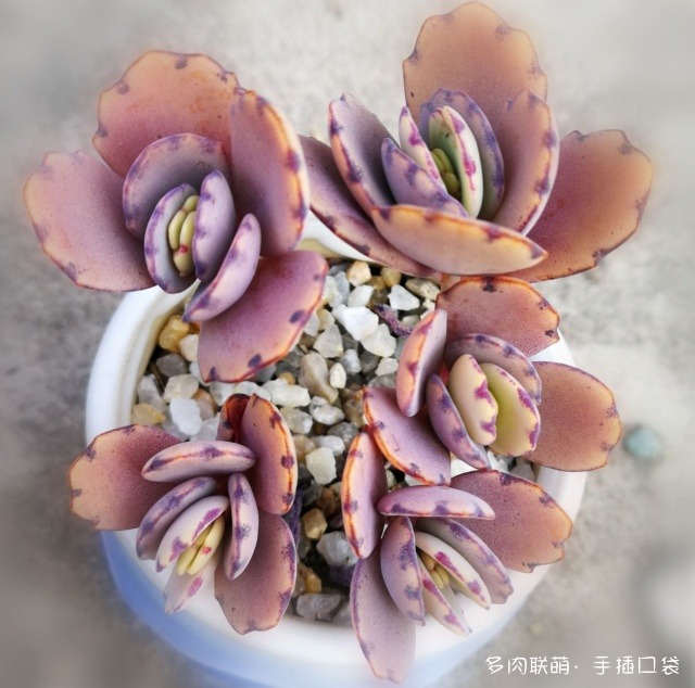河南新乡冬天的多肉
