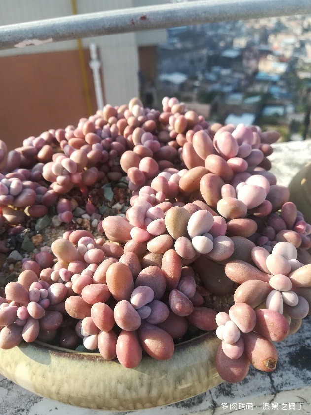 桃蛋冬天露养后的蜕变