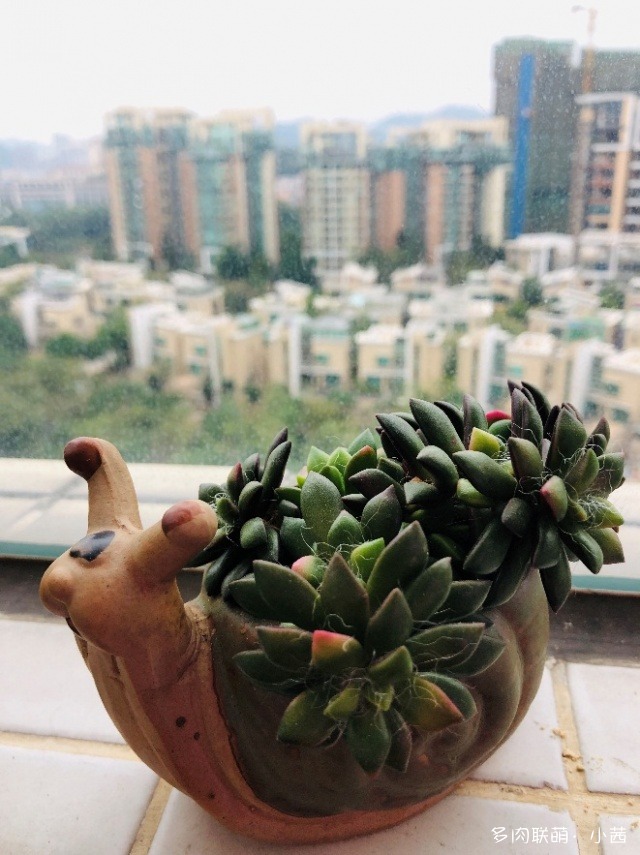 广东中山冬天阳台上的多肉