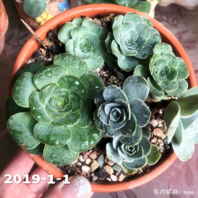 山地玫瑰休眠到苏醒的对比照