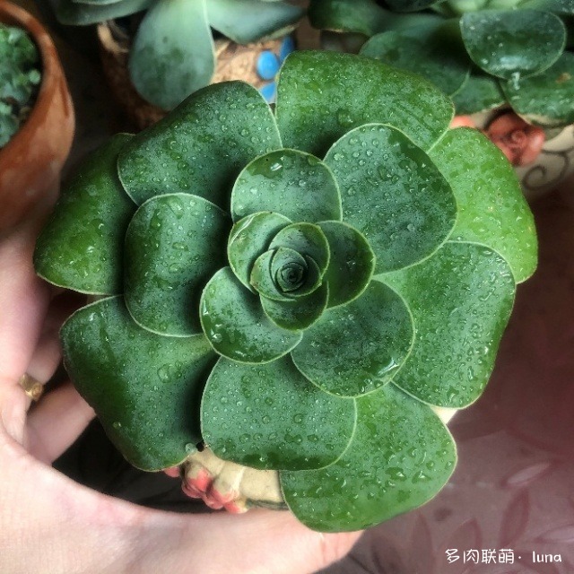 山地玫瑰休眠到苏醒的对比照