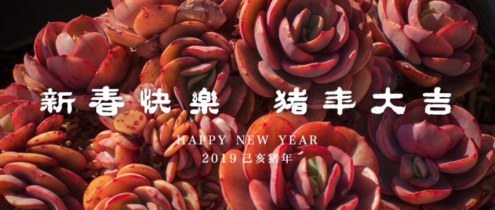 红红火火的多肉