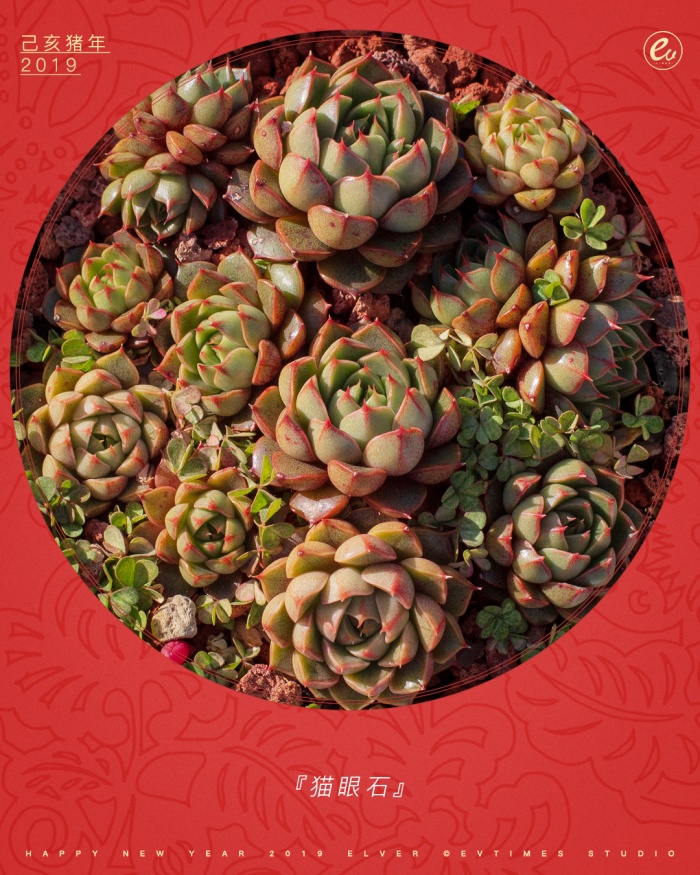 红红火火的多肉