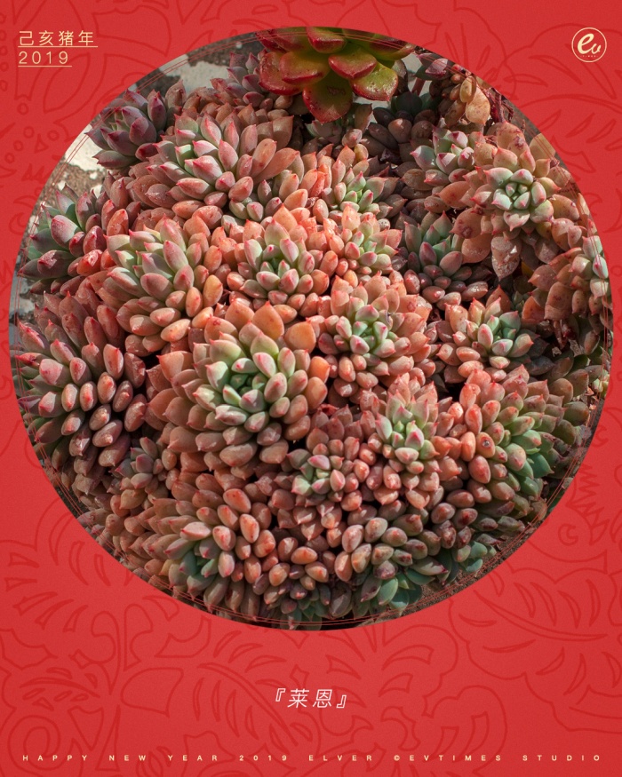 红红火火的多肉