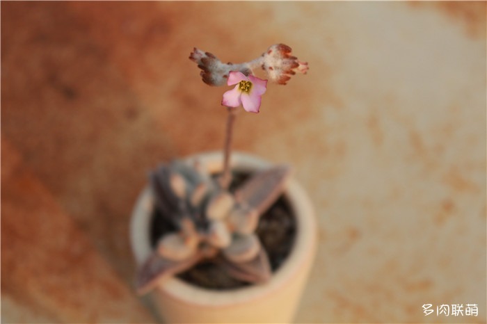福兔耳开花