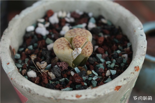 脱皮的生石花