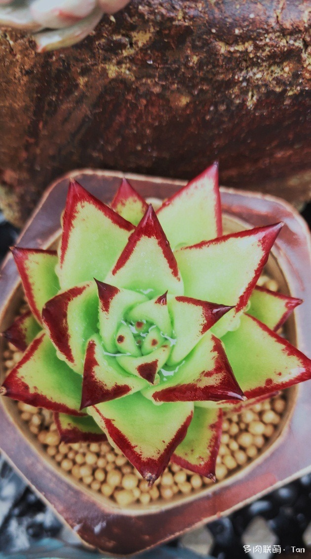 浙江湖州下雨中的多肉