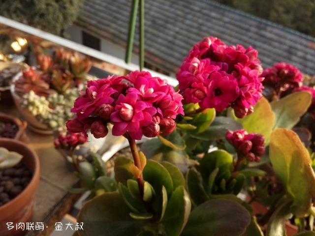 浙江绍兴淋雨后的多肉