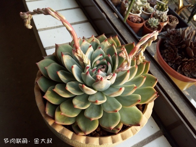 浙江绍兴淋雨后的多肉