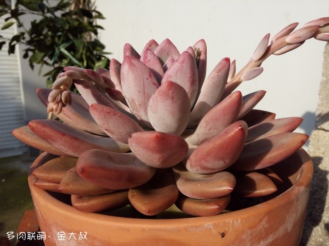 浙江绍兴淋雨后的多肉