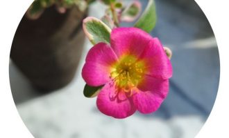 那些花儿