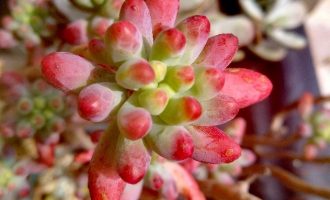 杏花疏影里，吹笛到天明