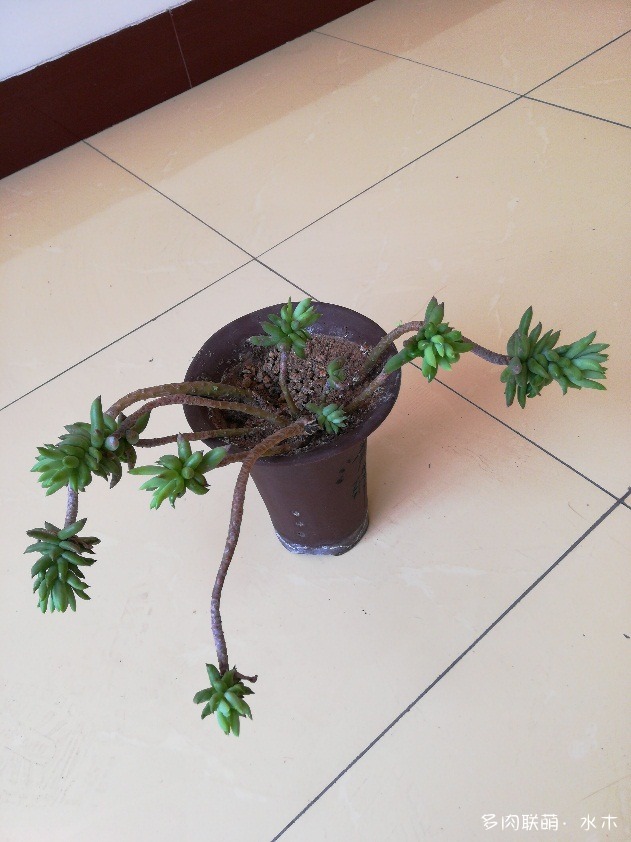 千佛手的成长记录