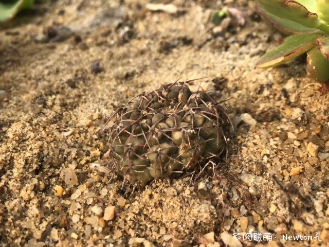 上海景天韵里的多肉