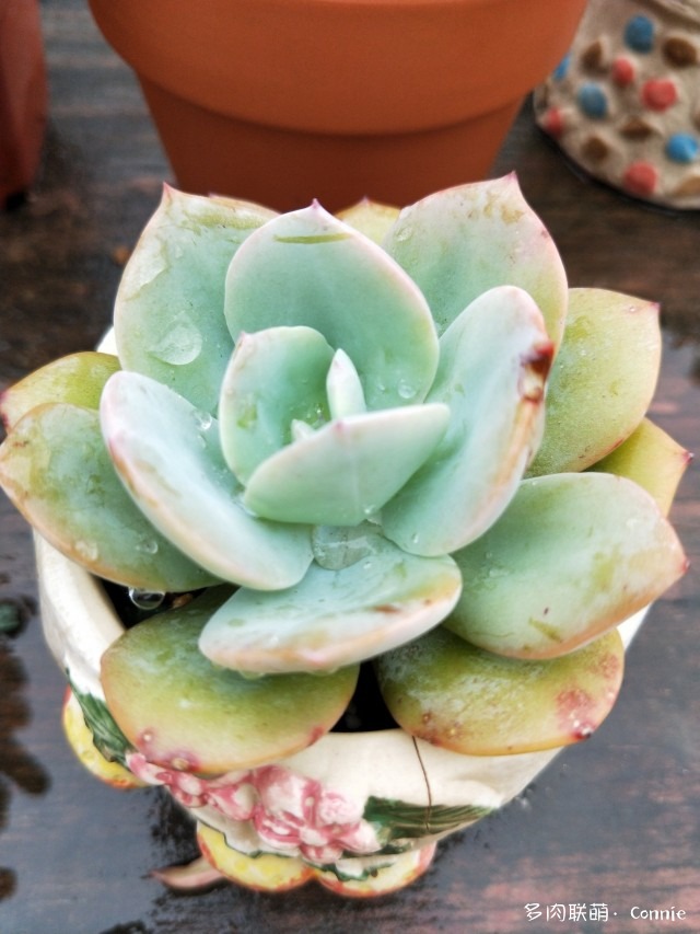 厦门，养了一年的多肉