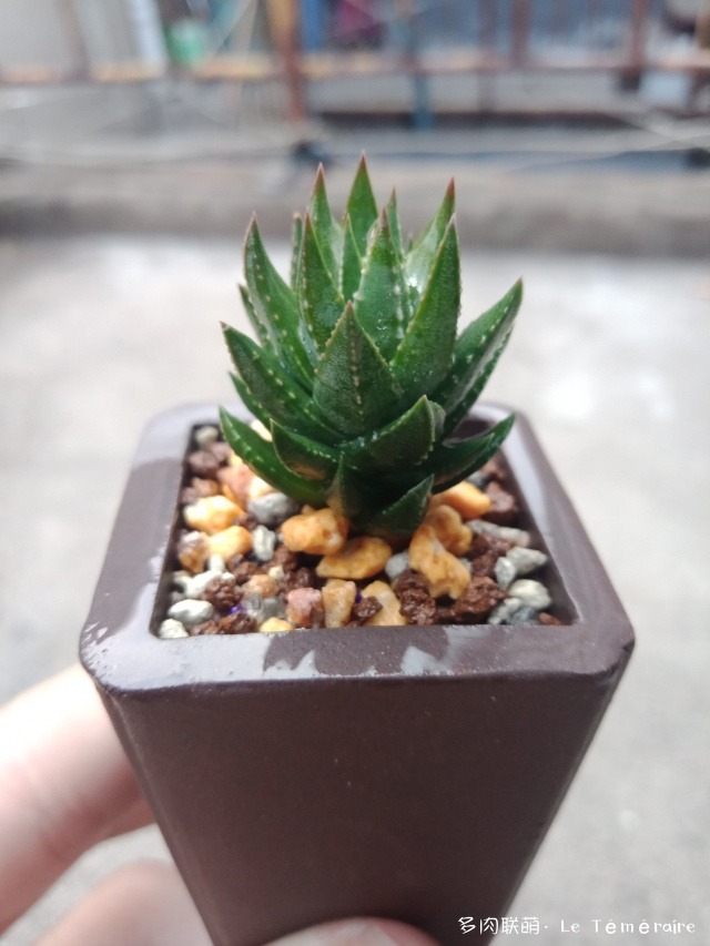 青瞳Haworthia glauca var.herrei