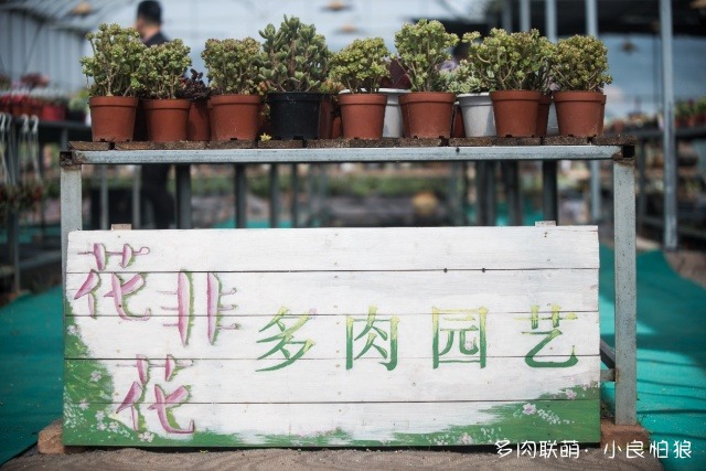 浙江江山多肉植物大棚