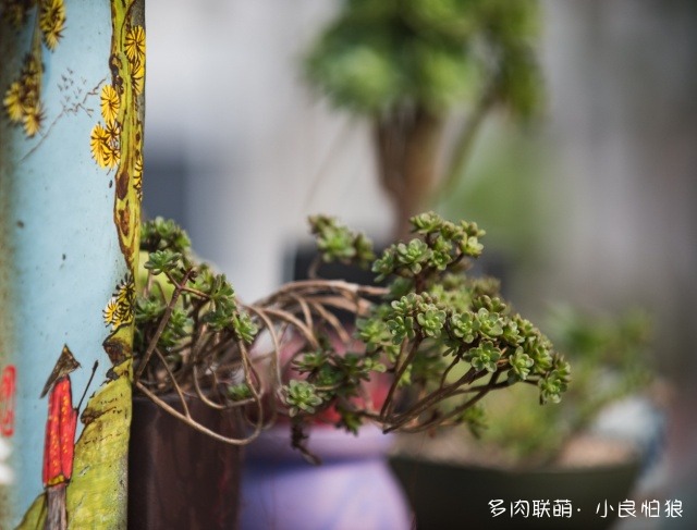 浙江江山多肉植物大棚
