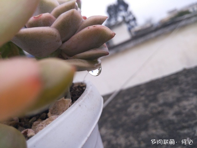 成都二月，绵绵阴雨中的多肉