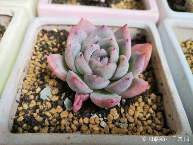 上海，经历雨和小雪后的多肉