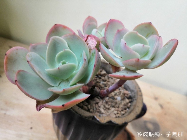 上海，经历雨和小雪后的多肉
