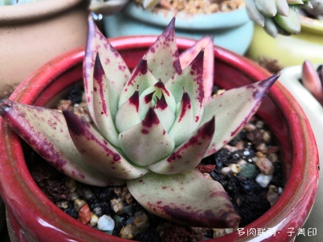 上海，经历雨和小雪后的多肉