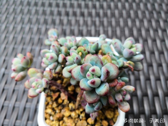上海，经历雨和小雪后的多肉