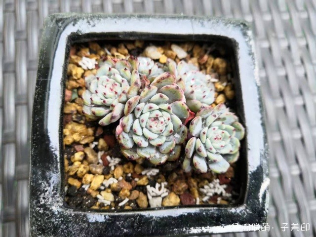 上海，经历雨和小雪后的多肉