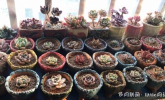 上海,防盗窗上的多肉们