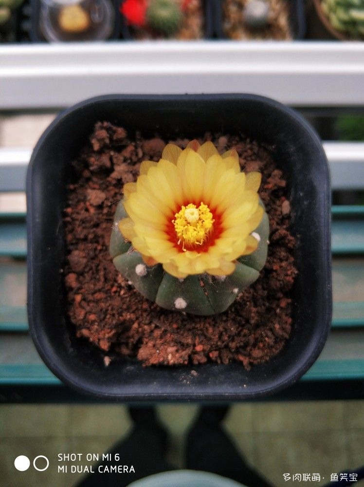碧琉璃兜的黄花