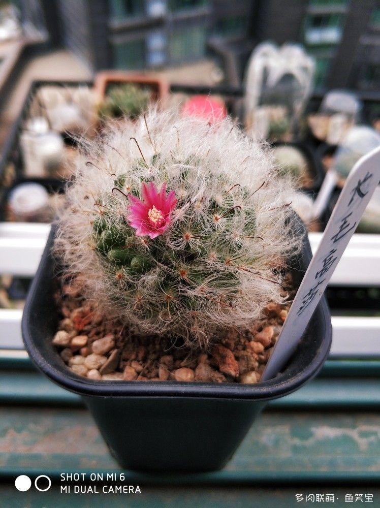 长毛高莎的花