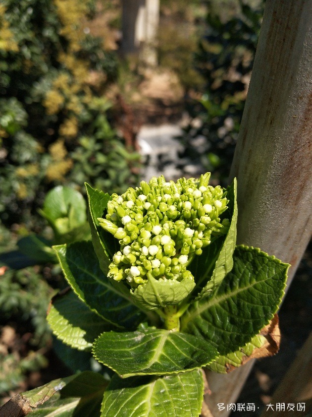 云南西双版纳的花花果果