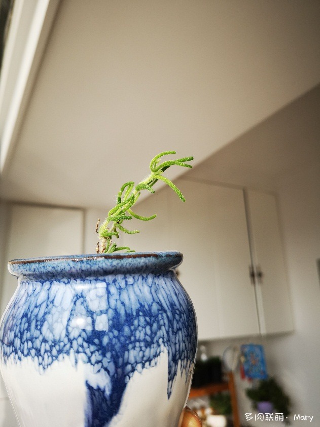 枝干番杏