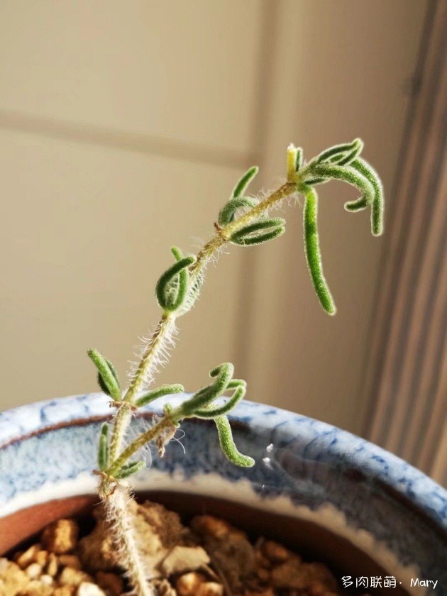 枝干番杏