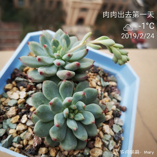 蓝苹果