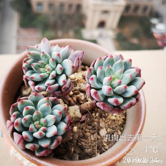 蓝苹果
