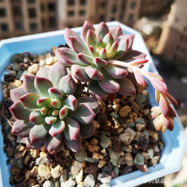 蓝苹果