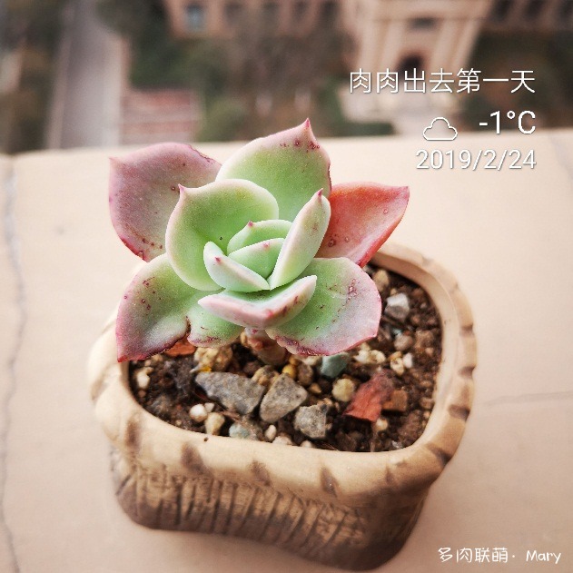 绮罗的变化