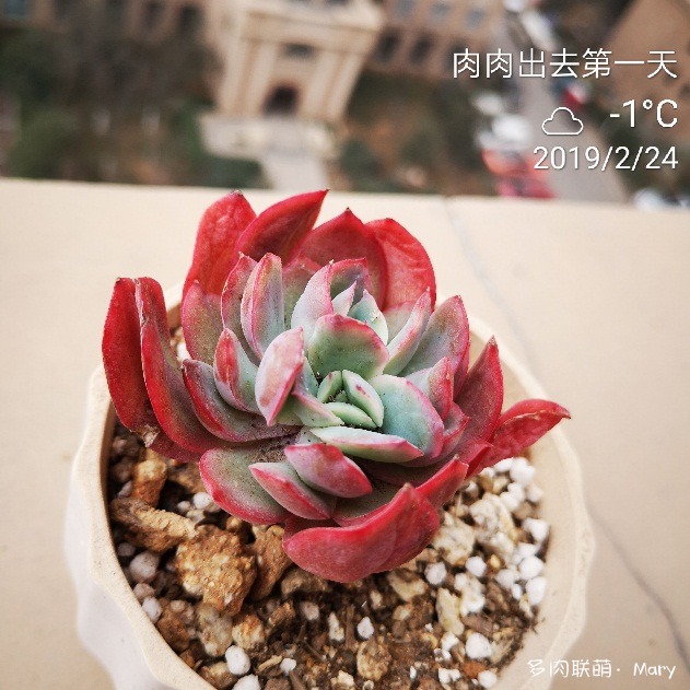 绮罗的变化