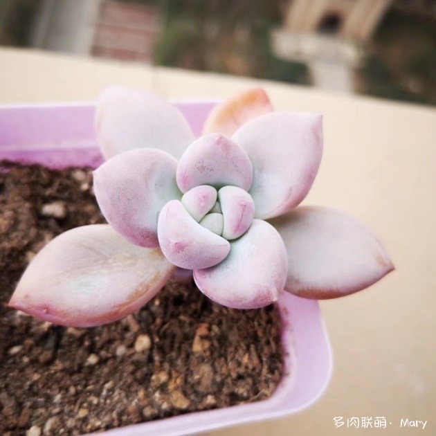 奥普琳娜的变化