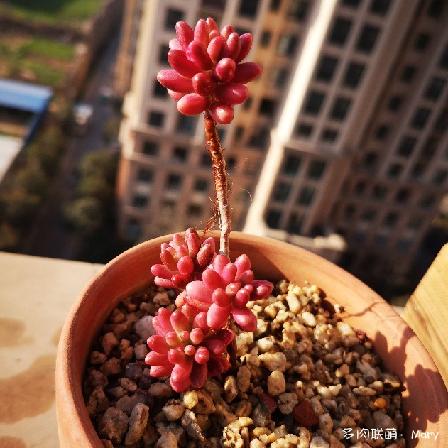虹之玉锦的变化