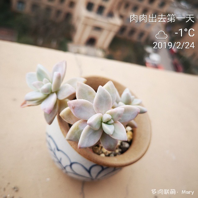 河南郑州春天渐渐变美的多肉