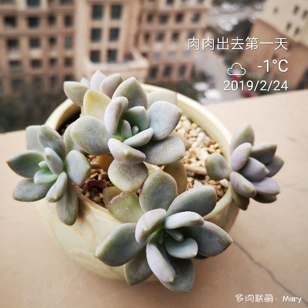 河南郑州春天渐渐变美的多肉
