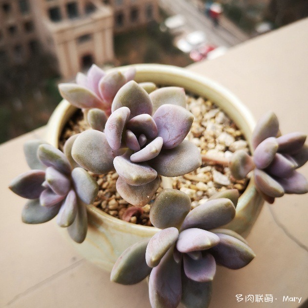 河南郑州春天渐渐变美的多肉