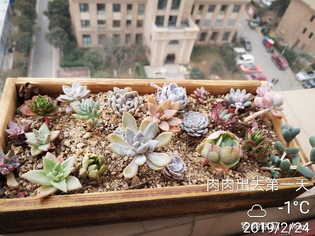 河南郑州春天渐渐变美的多肉