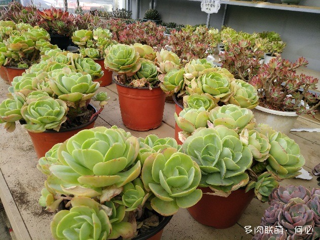 成都花卉市场里的多肉