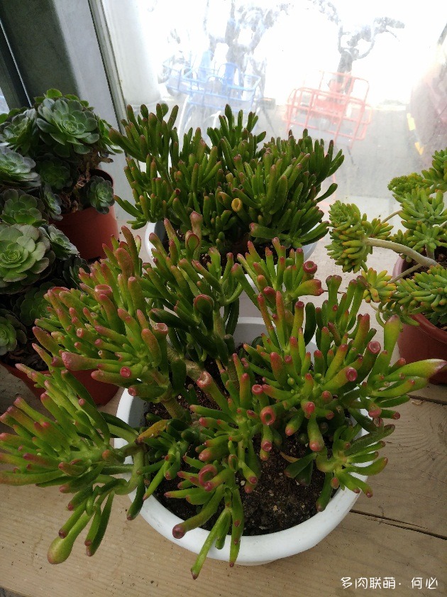 成都花卉市场里的多肉